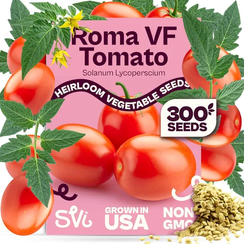 Miniatura 39 de SVI 550 semillas grandes de tomate cereza roja (Solanum lycoperscium) - Paquetes de semillas de tomates cherry, mini tomates en la vid - Semillas