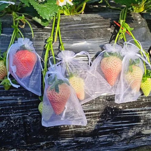 Miniatura 4 de 100 bolsas de malla de frutas de organza de 6 x 8 pulgadas, bolsas de protección de frutas con cordón, bolsa de barrera de red para plantas de Blanco