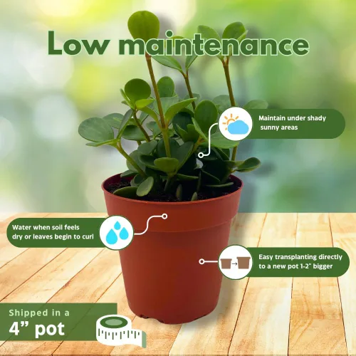 Miniatura 5 de BubbleBlooms Peperomia Esperanza en una olla rotundifolia de 4 pulgadas