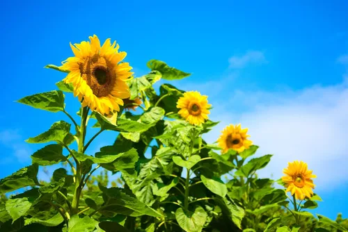 Miniatura 4 de Semillas de girasol gigante para plantar – Cultiva girasoles gigantes en tu jardín – 50 semillas de reliquia sin OGM – Instrucciones completas