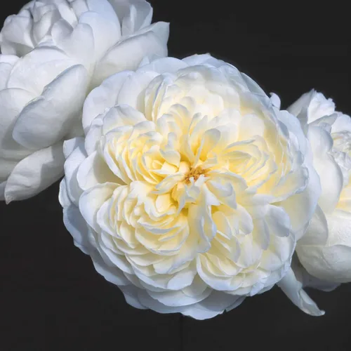 Miniatura 9 de Rosas trepadoras de reliquia, planta de raíz propia viva para jardín al aire libre, insignia de oro CL, moderadamente fragante, zonas de resistencia