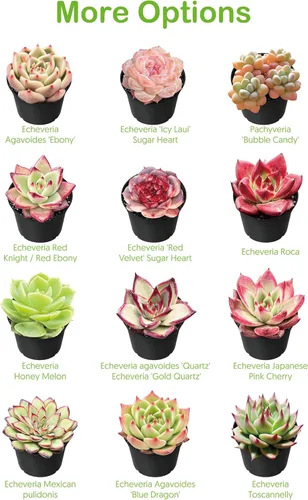 Miniatura 4 de Suculentas vivas de 2 pulgadas de jade trompeta, raras plantas suculentas totalmente enraizadas en macetas, planta de casa única para bricolaje