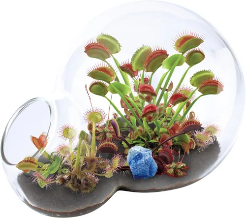 Cultiva tu propia trampa para moscas Venus, kit de inicio de terrario de vidrio para niños para brotar trampa moscas y plantas de rocío solar,
