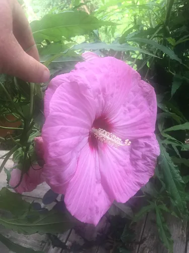 Miniatura 5 de UPC0764425787105 - Semillas de hibisco tropical, rosa gigante (Hibiscus rosa-sinensis) de Robsrareandgiantseeds UPC0764425787105 sin OMG, orgánico