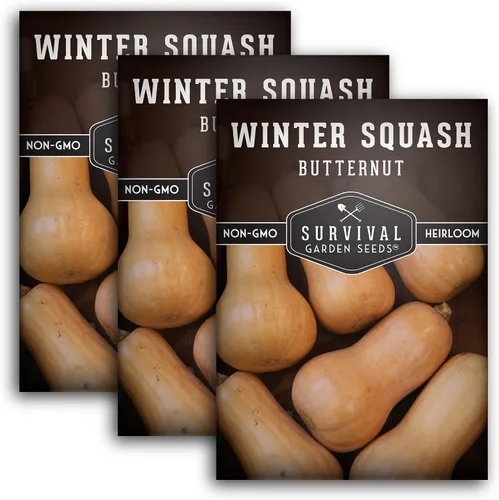 Miniatura 12 de Semillas de calabaza Butternut para plantar - Semillas de vegetales tradicionales no transgénicos - Cultivo de alto rendimiento y fácil de cultivar