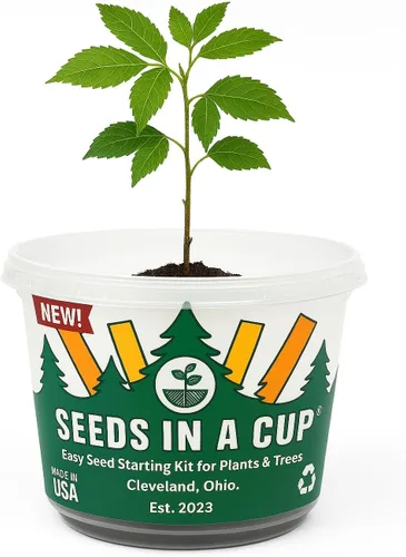 Miniatura 3 de Semillas en una taza - Kit de cultivo de árboles (cornejo)