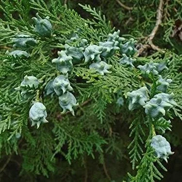 Árbol Arborvitae Oriental (Thuja orientalis) - Paquete de 5 Semillas