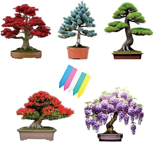 Kit de árbol bonsái de 5 tipos, glicinia, pino negro, abeto azul, árbol de arce rojo, árbol de llama, semillas de bonsái para interiores y
