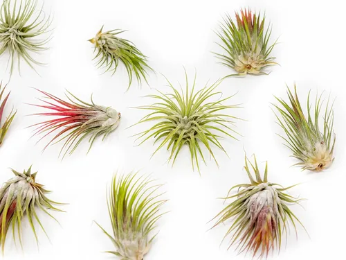 Miniatura 2 de Paquete de 5 plantas grandes de aire Tillandsia Ionantha de Guatemala - Plantas suculentas vivas para el hogar - Disponibles al por mayor y a granel