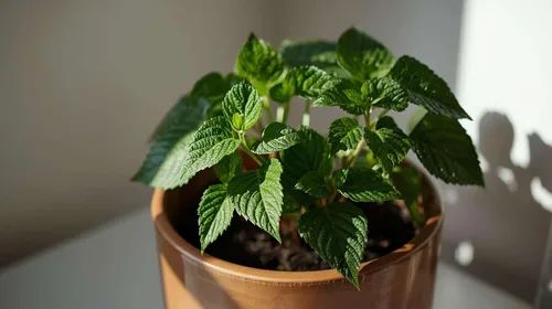 Miniatura 4 de Planta vietnamita Tia a Japonés Coreano Púrpura Shiso Perilla Plantas Hierba Asiática Heirloom No GMO (1)