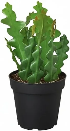 Miniatura 30 de Árbol de dinero trenzado de tocón de Pachira (4 pulgadas), plantas de interior de la suerte, plantas de interior decorativas únicas de 4/6 pulgadas