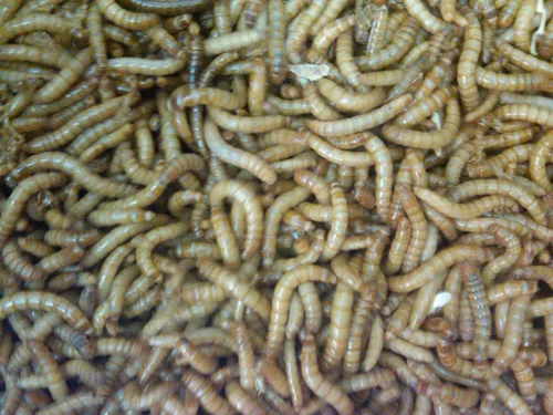 Miniatura 4 de BASSETT'S CRICKET RANCH 500ct gusanos de harina Vivos Reptil, Pájaro, Comida para Pescados