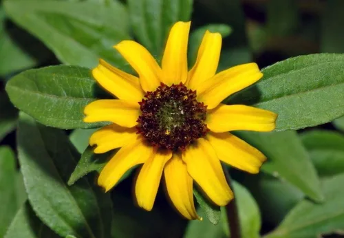 Miniatura 4 de Semillas de zinnia rastreras - Flores naranjas semi-dobles con centros oscuros hermosos (25 - semillas)