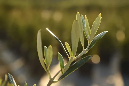 Miniatura 3 de Olivo Arbequina - Planta viva, incluye fertilizante de mezcla especial y guía de plantación