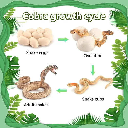 Miniatura 4 de Ciclo de crecimiento de la serpiente, modelo de ciclo de crecimiento de cobra, juguetes de figuras de serpientes, mini figura de serpientes