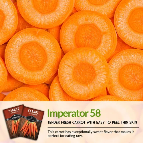 Miniatura 6 de Imperator 58 Semillas de zanahoria para plantar, paquete con instrucciones para plantar y cultivar zanahorias Danvers galardonadas en tu huerto