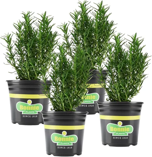 Bonnie Plants Planta aromática comestible de hierbas aromáticas de romero vivo, paquete de 4, perenne en las zonas 8 a 10, ideal para cocinar y asar