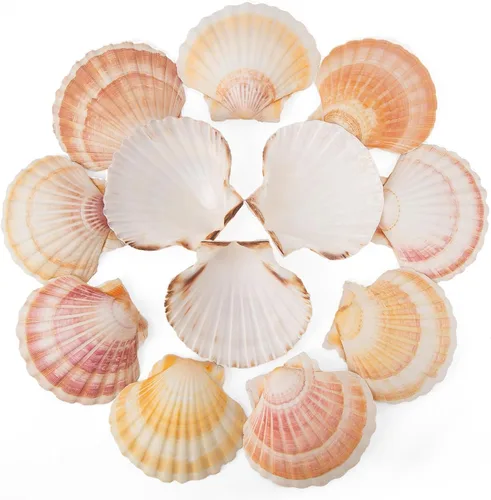 6 conchas de vieira de 4 a 4.5 pulgadas, conchas marinas naturales amarillas y rosas hawaianas para hornear, manualidades, relleno de jarrón y
