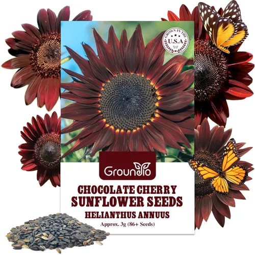 Groundio Semillas de girasol de cereza y chocolate, girasol gigante negro burdeos de 6 a 8 pies, más de 80 semillas de Helianthus Annuus, sin OMG,