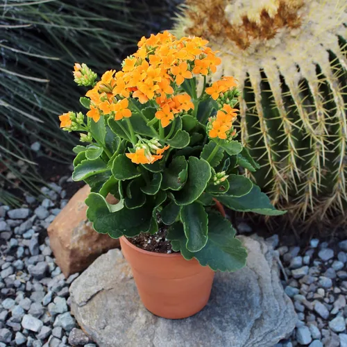 Miniatura 7 de Planta Kalanchoe Plantas suculentas plantas de interior vivas, suculentas vivas plantas de casa en macetas de arcilla, plantas suculentas plantas
