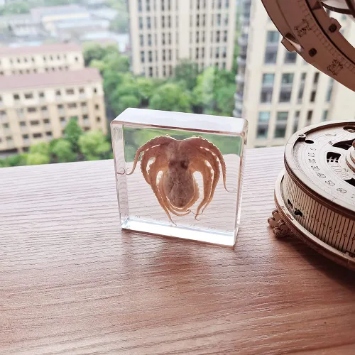 Miniatura 7 de Muestras de pulpo reales en manualidades de pisapapeles de resina, colección de taxidermia de animales para educación científica y adorno