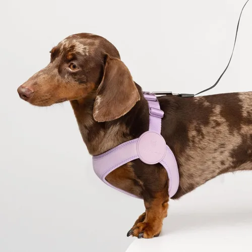 Miniatura 7 de Arnés Ultra Cómodo para Perros Ajustable Chaleco Suave para Perros, Cierre de Hebilla de Aleación Ligero Elástico Arnés para Cachorros Step in