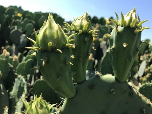 Miniatura 7 de Creation Cultivated - Planta de cactus de tuna oriental (1 almohadilla de corte) / Opuntia humifusa/cactus vivo/cactus resistente al invierno - Zona