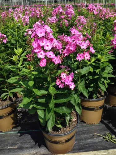Miniatura 2 de Volcán Phlox - Phlox Volcano Rosa con Ojo Blanco (Garden Phlox) Flores perennes, rosas y blancas, 1 - Contenedor