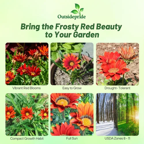Miniatura 2 de Outsidepride Gazania Kiss - Plantas de jardín tolerantes al calor y a la sequía, color rojo escarchado, 25 semillas