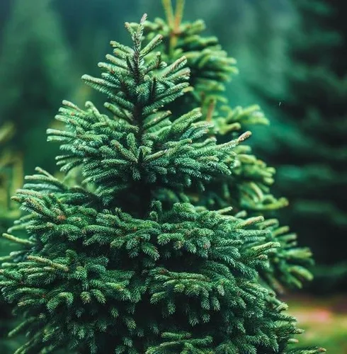 Picea glauca densata (Black Hills Spruce) Semillas de árbol, forma simétrica, follaje denso, semillas de MySeeds.Co, elige la cantidad (0.25 oz)