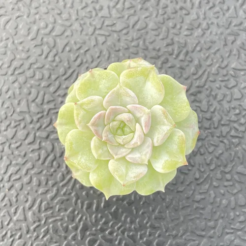 Miniatura 2 de Sprout N Green Echeveria Crystal Amber, planta suculenta viva totalmente enraizada en maceta de 2 pulgadas, planta de interior y exterior, hogar