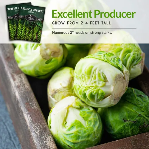 Miniatura 6 de Survival Garden Seeds - Semillas de coles de Bruselas Catskill para plantar - Paquete con instrucciones para plantar y cultivar sabrosas verduras