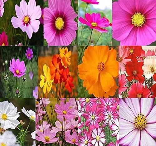 Miniatura 10 de Big Pack Landscape Seeds - Semillas de árbol de secoya de California - Sequoia sempervirens por MySeeds.Co (paquete grande California Redwood)