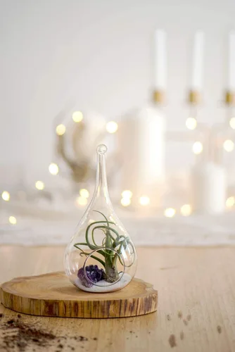 Miniatura 5 de Mkono Paquete de 2 macetas colgantes de vidrio para helechos de aire, jarrón colgante de plantas de terrario, decoración de Navidad, idea de regalo