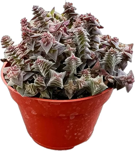 Miniatura 16 de Suculentas vivas Othonna Capensis Collar de Rubí (4 pulgadas), plantas suculentas totalmente enraizadas en macetas con tierra, planta