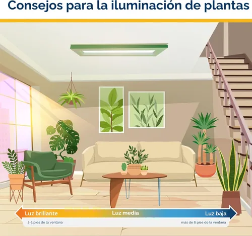 Miniatura 8 de Costa Farms Árbol del Dinero Planta Viva en Maceta Decorativa, Purificadora de Aire para Interiores, Perfecta para Decoración de Hogar, Habitación u