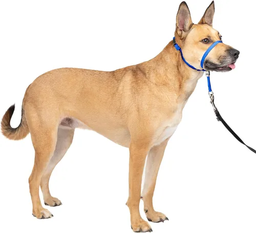 Miniatura 28 de Collar suave de conducción con DVD de entrenamiento PetSafe, Púrpura profundo Violeta intenso