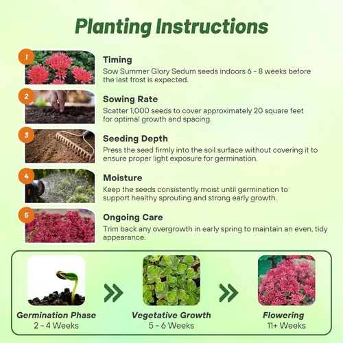 Miniatura 5 de Outsidepride Summer Glory Semillas Sedum - 1000 semillas perennes de cobertura del suelo para plantar, plantas suculentas resistentes al frío