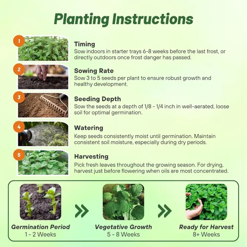 Miniatura 5 de Outsidepride Semillas de menta para plantar, 1000 piezas de crecimiento compacto perenne, semillas de hierbas fáciles de cultivar con follaje