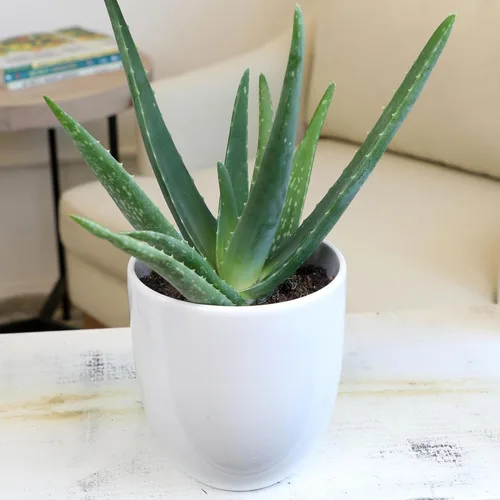Miniatura 8 de Planta de aloe vera plantas suculentas vivas (paquete de 3), plantas suculentas vivas de aloe vera, planta de aloe vivo en maceta de aloe, plantas
