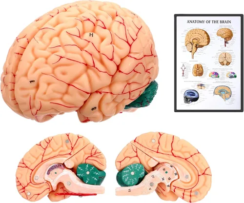 Modelo de anatomía del cerebro humano, modelo cerebral de tamaño natural de 8 partes con estructura magnética desmontable, numeradas 32 estructuras