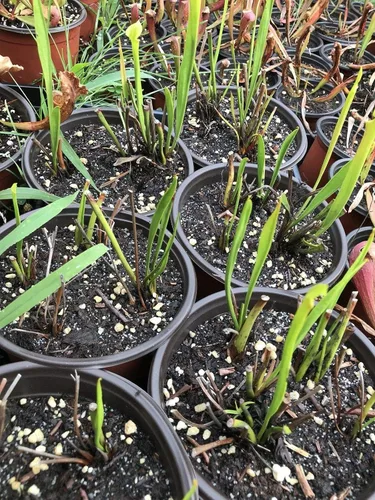 Miniatura 2 de Planta de jarra carnívora Sarracenia Flava - Forma de rizoma de raíz desnuda