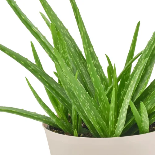 Miniatura 3 de Arcadia Garden Products Planta de interior viva suculenta de aloe vera fácil de interior en maceta de plástico, planta ornamental purificadora