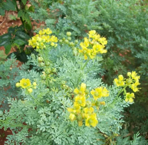 Rue 50 Seeds (Ruta Graveolens) Herb of Grace - Sin OMG - Polinizado abierto - Fabricado en Estados Unidos