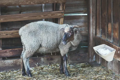 Miniatura 7 de Comedero Bebedero para Pollos, Comedero para Cabras - Paquete de 2, 5.5 Cuartos, para Cabras Pollos Patos Ovejas Perros Lechones Ciervos Gansos