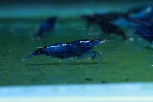 Miniatura 5 de Camarones vivos de acuario de agua dulce - Neocaridina (Carbon Rili, 10 unidades)