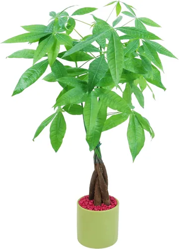 Miniatura 6 de Athena's Garden Money Tree Pachira - Plan vivo de interior con maceta de cerámica, 18 pulgadas de alto, maceta negra, rocas rojas, mediano
