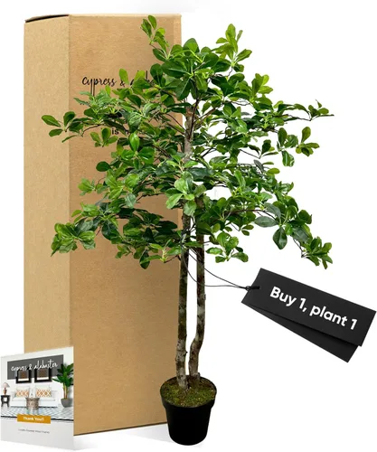Miniatura 8 de Cypress & Alabaster Árbol artificial de hoja de olivo negro italiano hecho a mano de 4 pies con troncos de madera real de origen ético