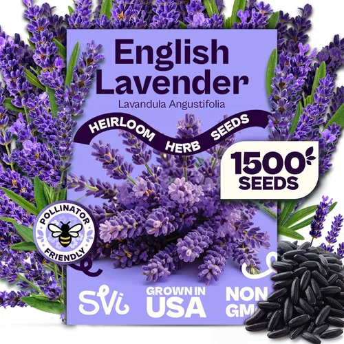 Miniatura 27 de SVI 2000 semillas de albahaca genovesa (Ocimum basilicum) - Paquetes de semillas de albahaca dulce - Semillas aromáticas de hierbas culinarias