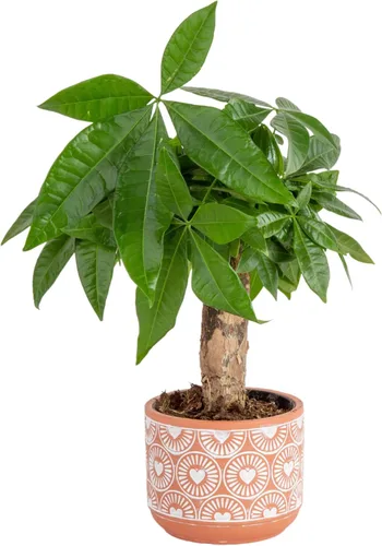 Costa Farms Árbol del Dinero Planta Viva en Maceta Decorativa, Purificadora de Aire para Interiores, Perfecta para Decoración de Hogar, Habitación u